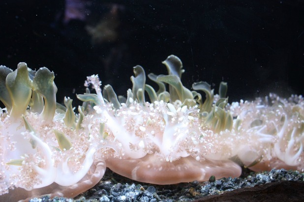 Almost Wordless in Sydney