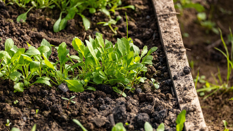 Arugula growing in raised garden bed