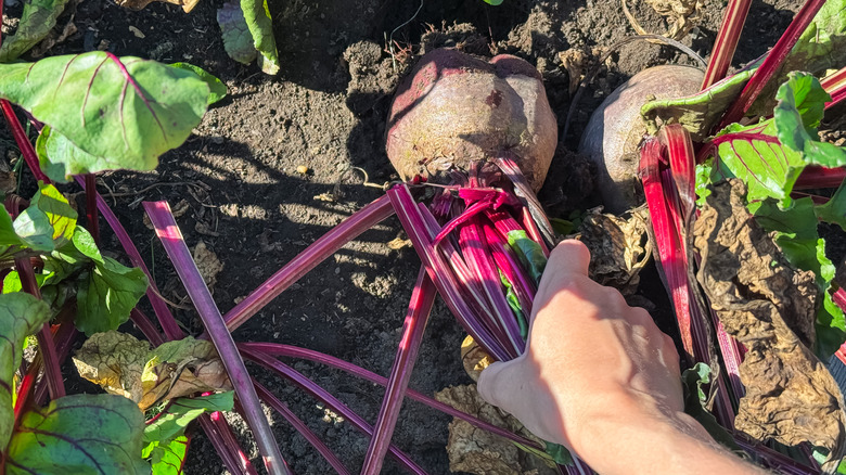 Hand harvesting beets from ground