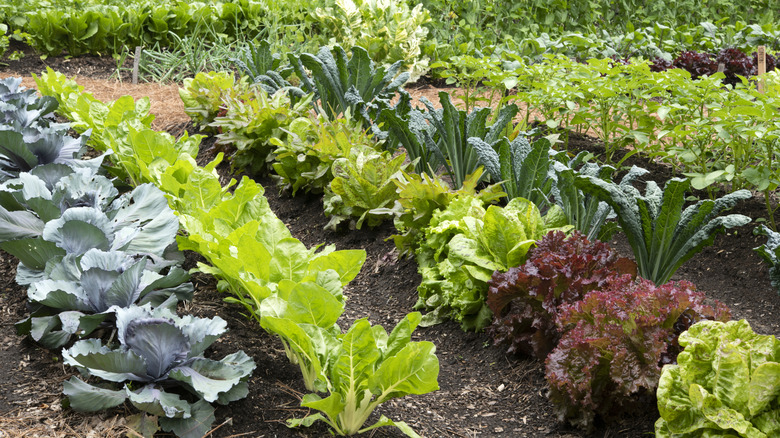 Vegetable garden with rows of various greens