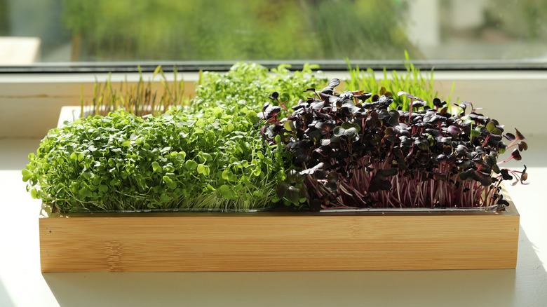Variety of microgreens growing in tray on sunny windowsill