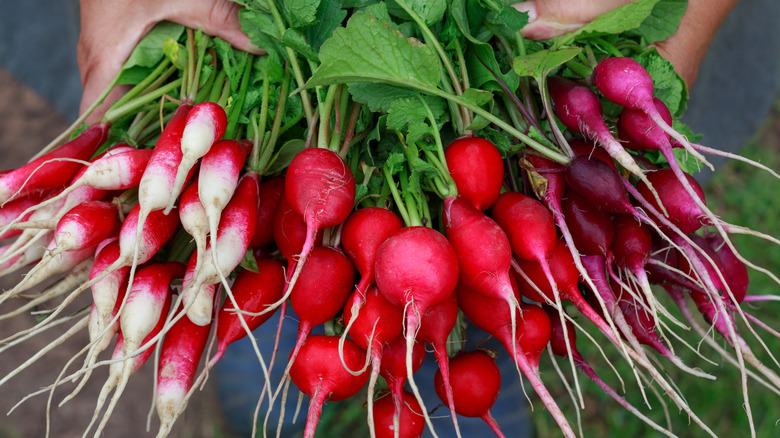 Hands holding variety of radishes