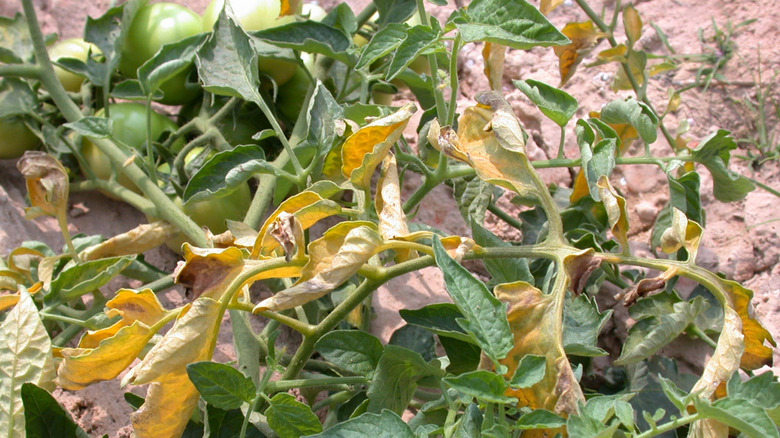 Fusarium (fungal disease) on a tomato plant