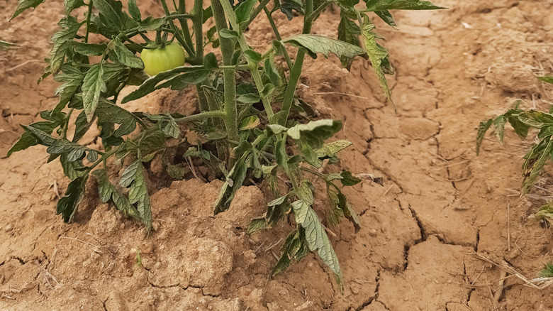 Dry soil around a tomato plant