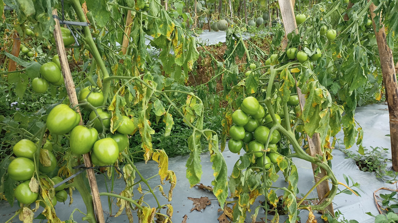 Wilted tomato plants in a garden