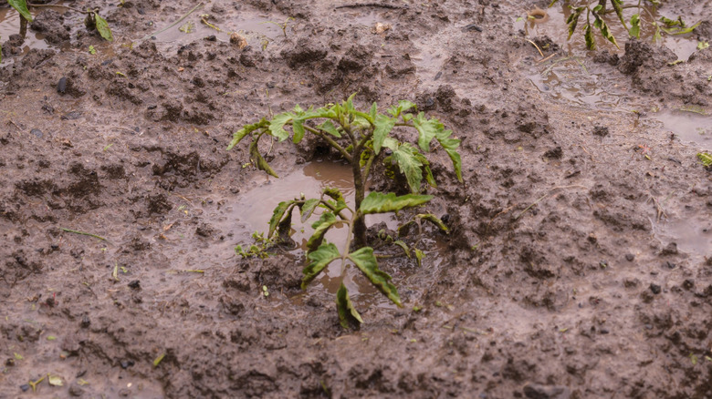 Flooded tomato plants