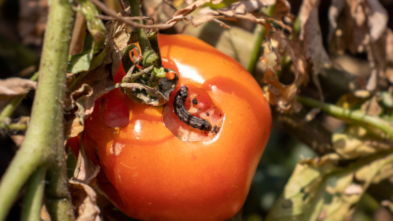 Tomato plant being eaten by pests