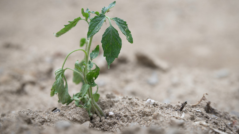 Tomato wilting due to transplant shock