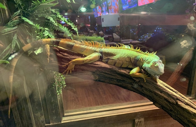 Winking Lizard Tavern (Northern and Central Ohio)