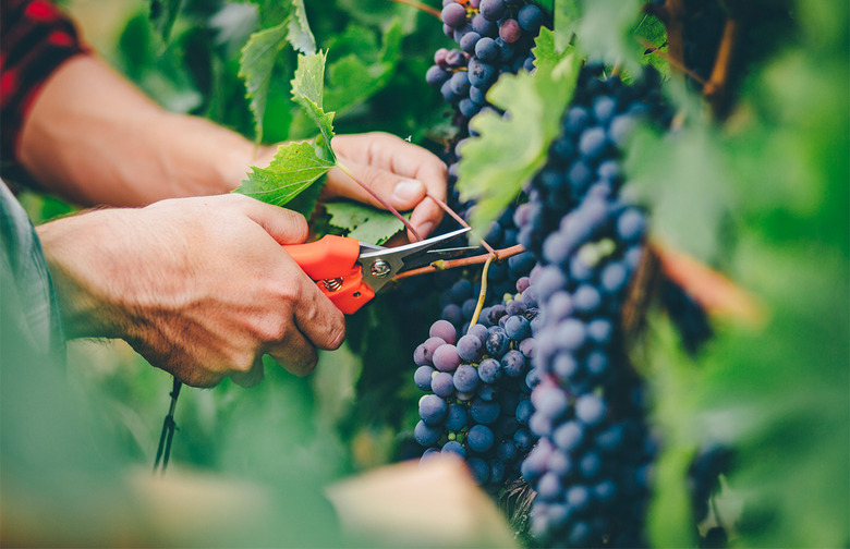 Picking Fruits and Vegetables