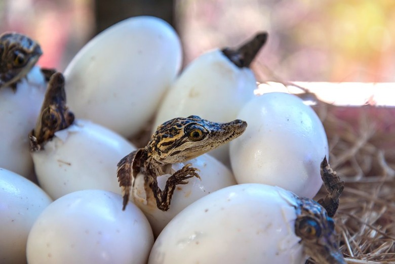 6 Animal Eggs You Won't Believe They Eat in Other Countries