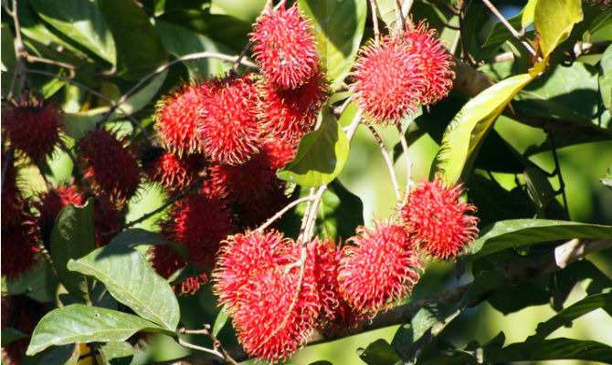 6 Fruits You've Never Heard Of