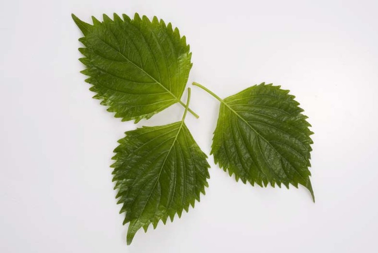Shiso Leaf