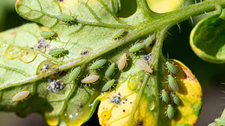 Tomato leaf infested with aphids