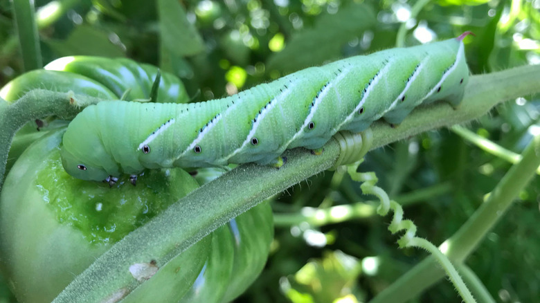 Tomato horn worm eating a tomato on a plant
