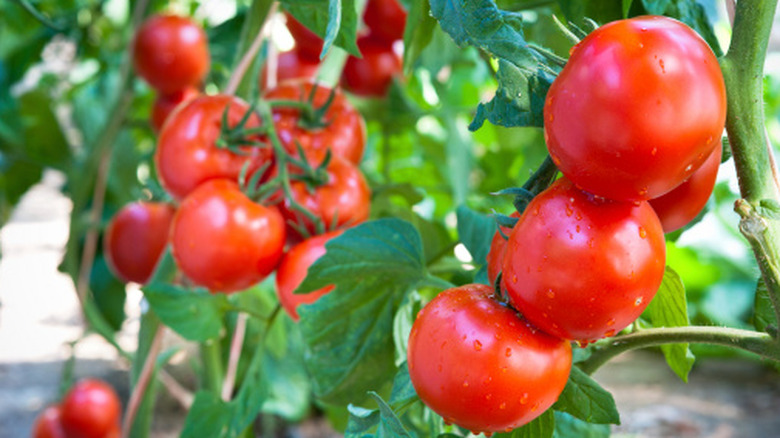 Beautiful, ripe tomatoes on the vine in summer