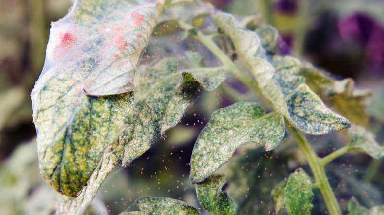 Red spider mites infesting tomato plant