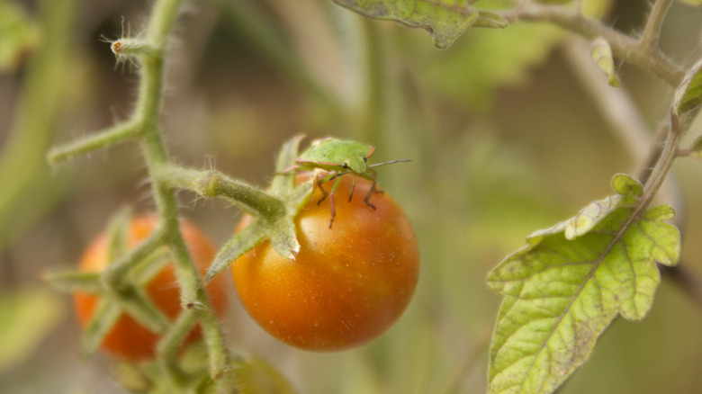 Green stink bug on small tomato