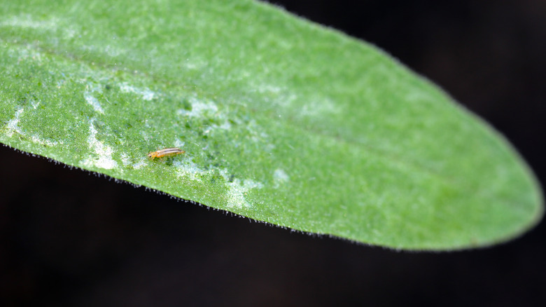 Thrip on tomato plant leaf causing damage
