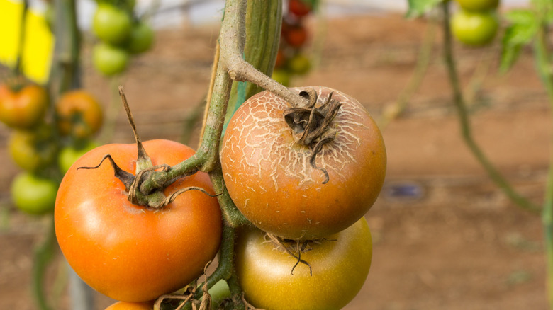 Result of Tomato Russet Mite on tomato plant