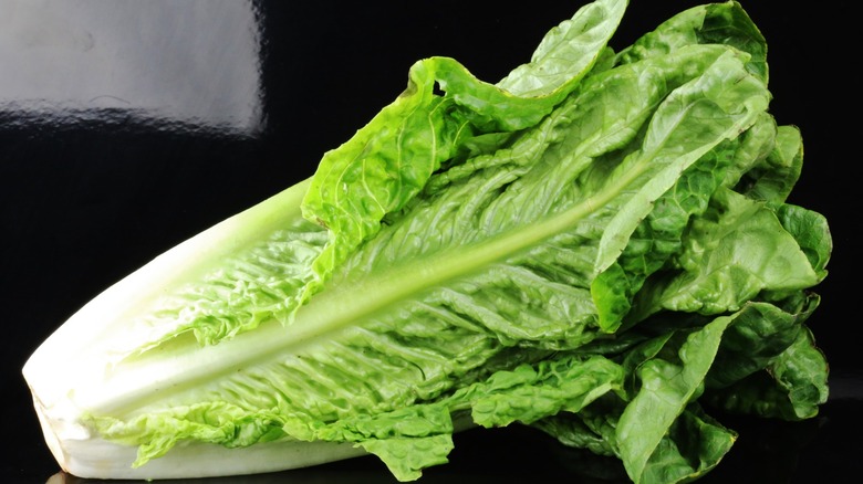 romaine lettuce head