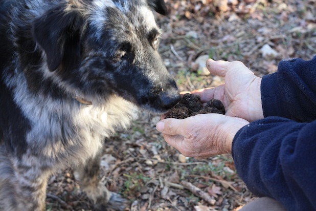 For the Luxury-Minded Forager