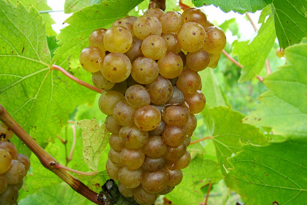 Vignoles
