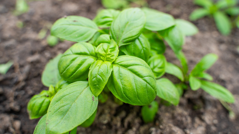 Basil plant in garden