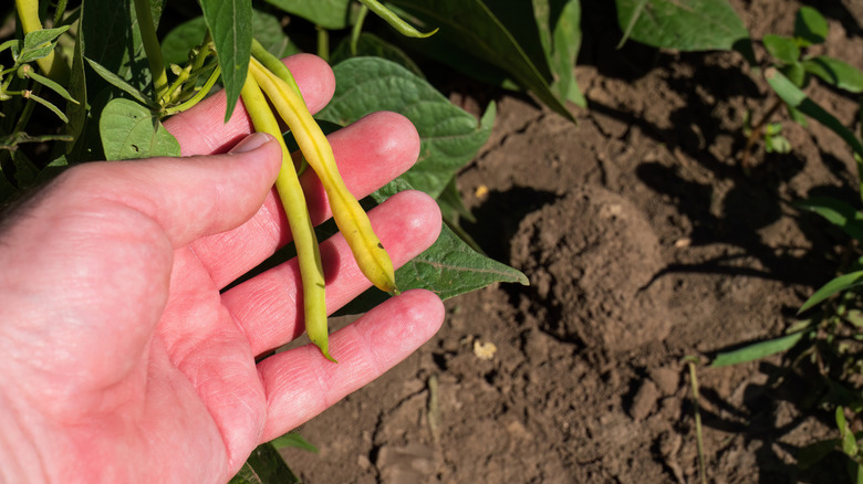 Gardener with bean plant