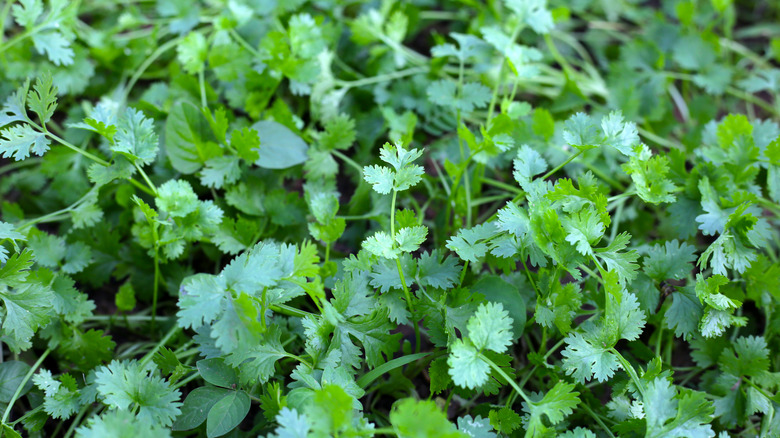 Cilantro plants in garden