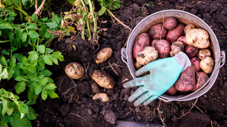 Potato harvest in progress