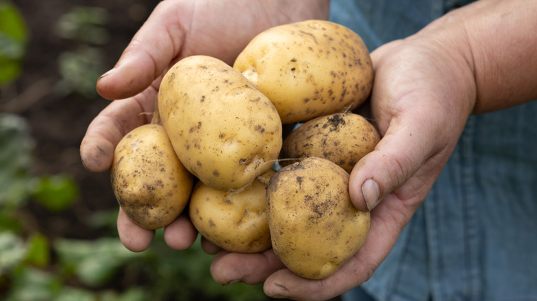 Hands holding fresh potatoes