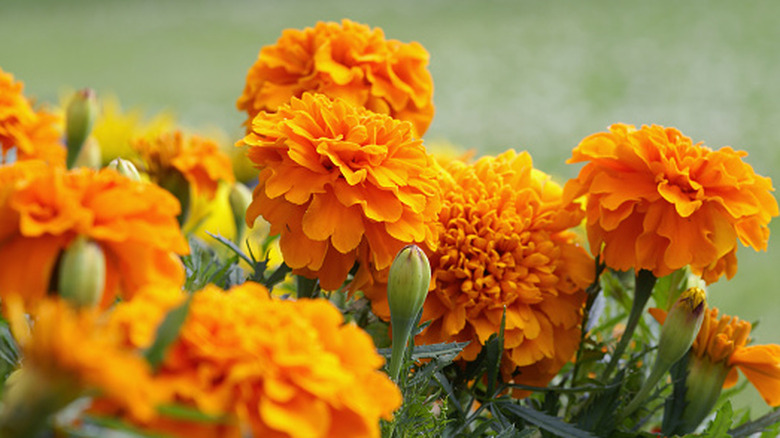 Marigolds in garden