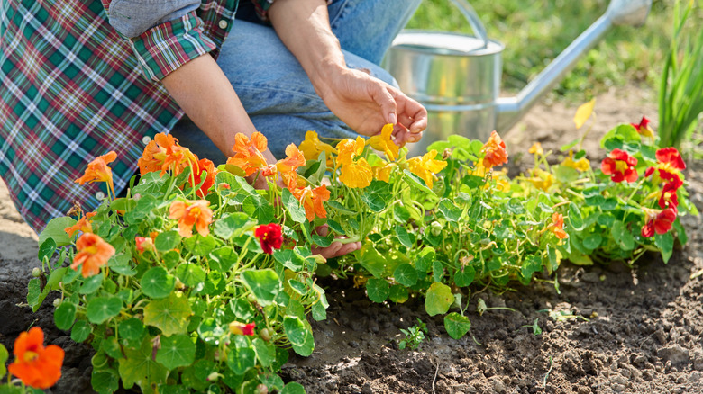 Nasturtiums in garden