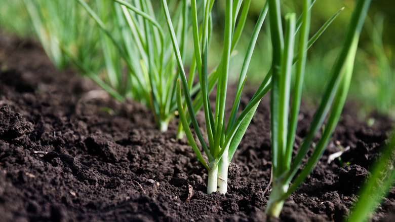Green onions in garden
