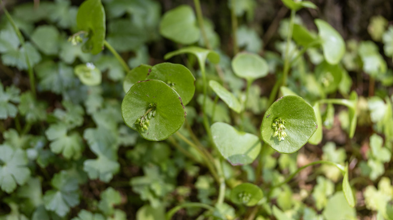 Miner's lettuce growing in a forest