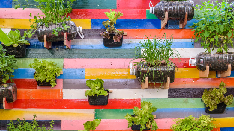Herbs growing on custom wall planters