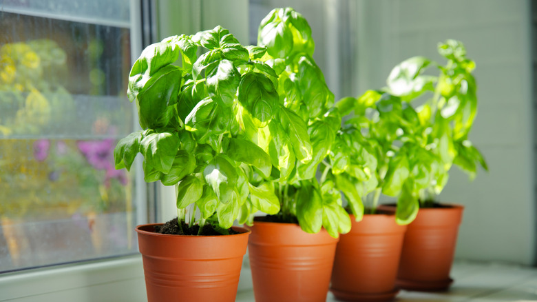 Potted basil sitting in front of a window