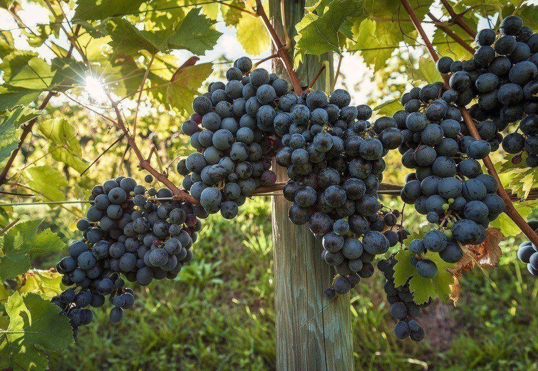 Friuli Vineyard