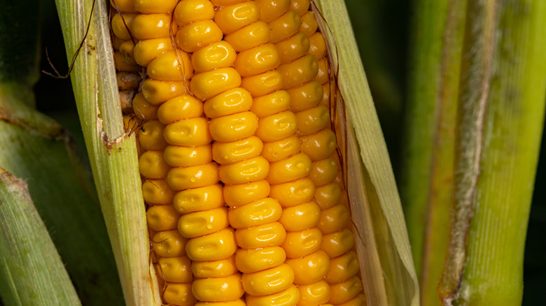 Closeup of an ear of corn