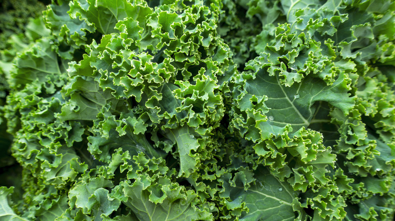 Close up of curly kale leaves