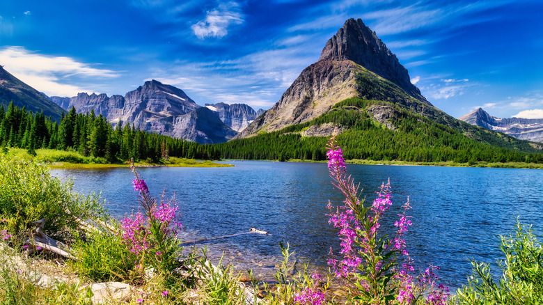The mountains and wildflowers of the Montana landscape