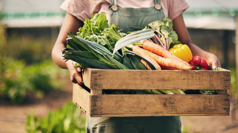 A worker carrying a crate of fresh vegetables at a farm