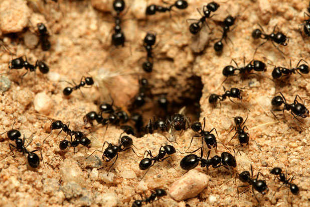 Dried Ants, Colombia