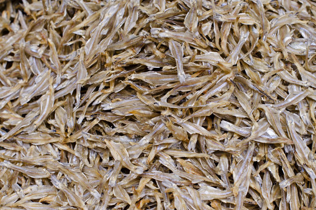 Iwashi Senbei, Japan