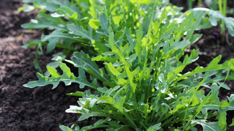 Arugula plant in garden