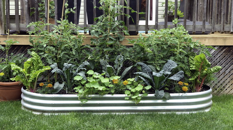 Vegetables in above-ground planter