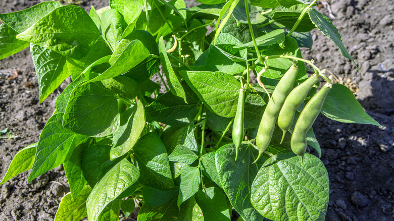Green bean bush in garden