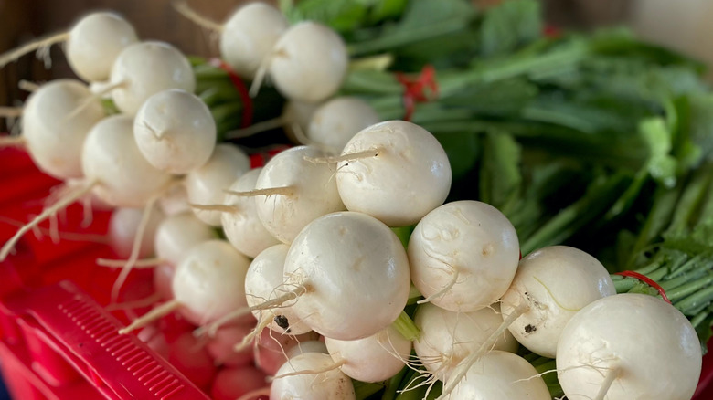 Hakurei turnip bundles in market