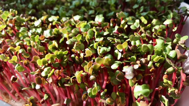 Crop of microgreens in container